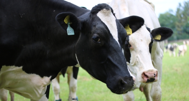 UK Consortium Launches Groundbreaking InFaba Project to Cut Dairy Methane Emissions and Replace Soya bean Meal with Homegrown Feed Ingredients