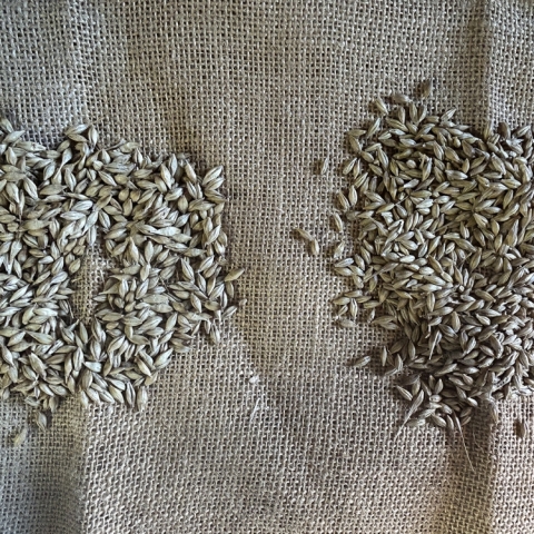 J&S Hay, Orkney’s biggest heritage Bere Barley growers and most northerly certified seed barley producers, invest in second McArthur BDC Mecmar drier to increase automated drying capacity